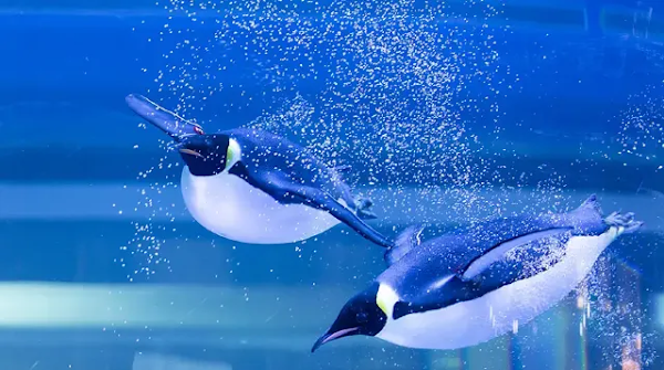 上海海昌海洋公園的虎鯨表演